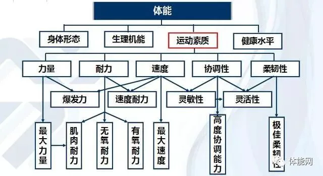 为什么篮球后卫需要特别的体能训练_2